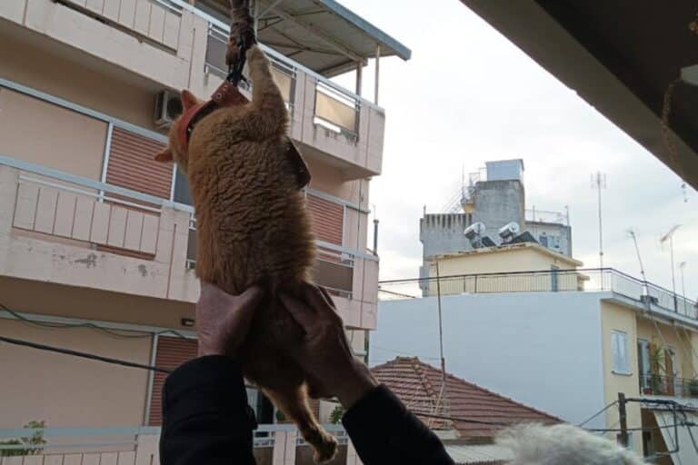 Συλλήψεις στο Αγρίνιο για τη γάτα που κρεμάστηκε σε μπαλκόνι