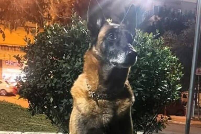 Λιμενικό: Θλίψη για τον θάνατο του Κανέλλου, του θρυλικού λαγωνικού Κ9 – «Μάγκας μέχρι την τελευταία στιγμή»