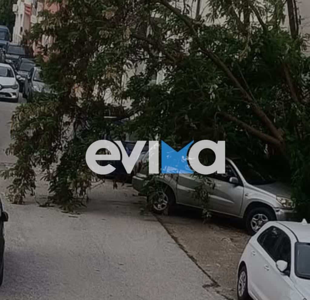 evima dendro autokinito 28 04 2025 2