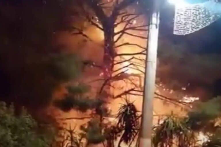 Κορωπί: «Λαμπάδιασε» πεύκο από βεγγαλικά μετά την Ανάσταση – Άμεση επέμβαση ΔΙΑΣ και Πυροσβεστικής