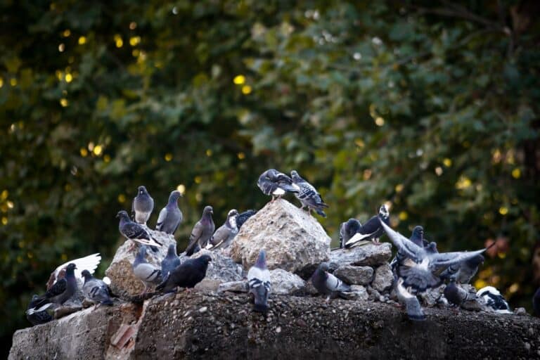 Αδιανόητη βαρβαρότητα στις Σέρρες – Άγνωστος κάρφωσε ξυλάκι από σουβλάκι σε περιστέρι (εικόνα)