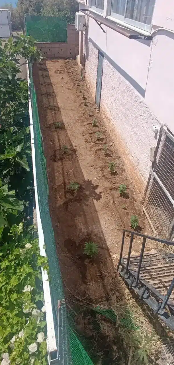 dendryllia kannabhs elas salamina 12 05 2025