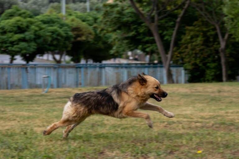 Βουλιαγμένη: «Ήταν η μητέρα του Στέφανου, όχι η δίδυμη αδελφή της», λέει αυτόπτης μάρτυρας για την επίθεση του σκύλου της οικογένειας Τσιτσιπά