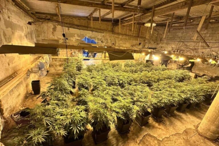 Μέγαρα: Εξαρθρώθηκαν δύο εγκληματικές οργανώσεις που διακινούσαν κοκαΐνη και κάνναβη