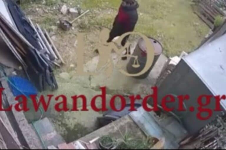 Νέα Ιωνία: Η στιγμή που ο 24χρονος αλλοδαπός «μπουκάρει» σε κατάστημα – Έκλεψε ακόμα και παπαγάλο από φυτώριο (βίντεο)