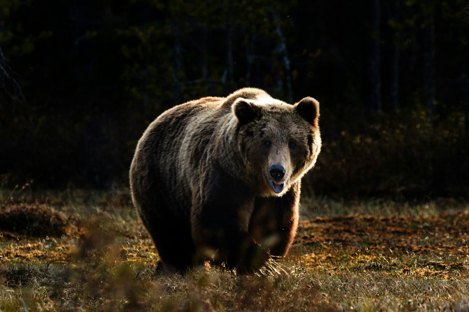 arkouda bear 19 6 2025