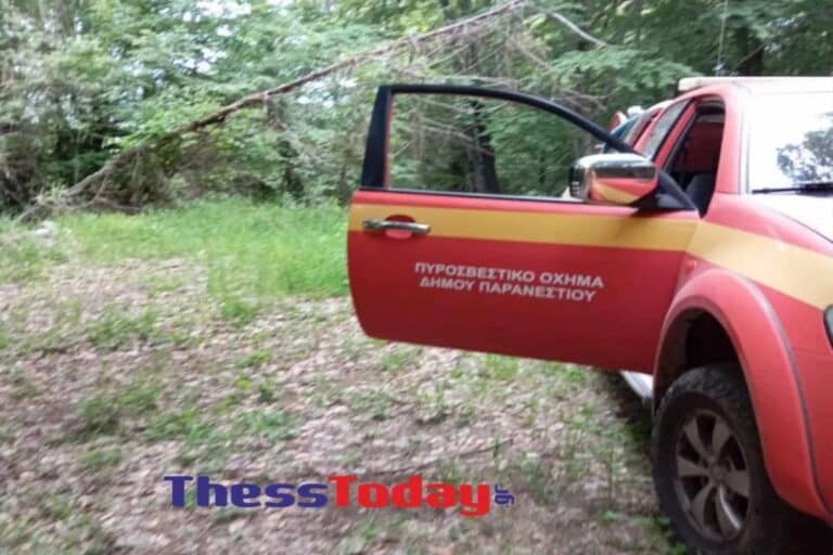 Δράμα: «Η αρκούδα του όρμηξε κι εκείνος έπεσε στη χαράδρα» λέει ο ορειβάτης που σκαρφάλωσε σε δέντρο για να σωθεί