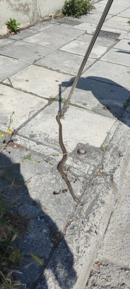 fidi autokinito bolos 02 06 2025 1