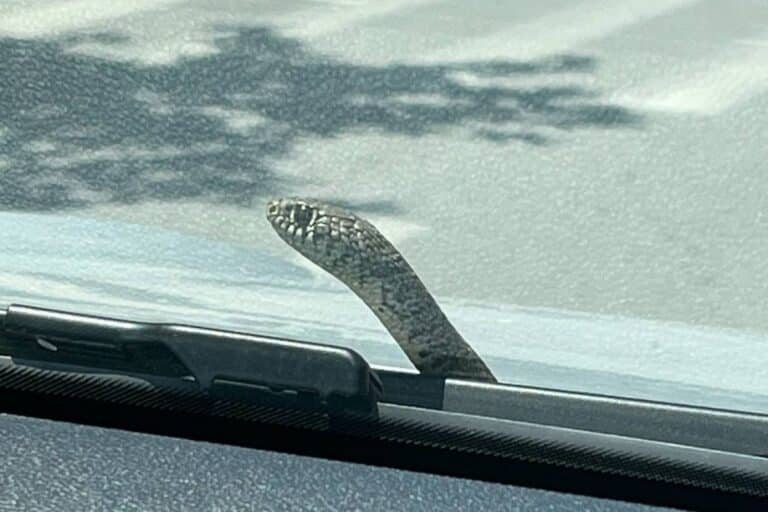 Βόλος: Σοκ για οδηγό στην Αναλήψεως – Φίδι «ξεπρόβαλε» από το παρμπρίζ εν κινήσει (εικόνες)