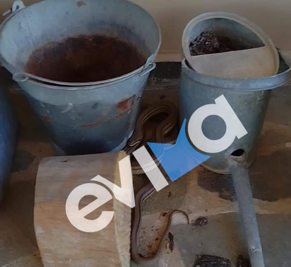 fidi eyvoia evima 10 06 2025 3