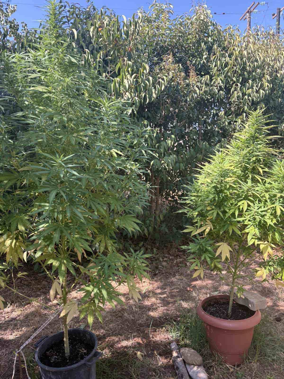 30.7.2025 messinia narkwtika opla fvtovolides syllipsi 2