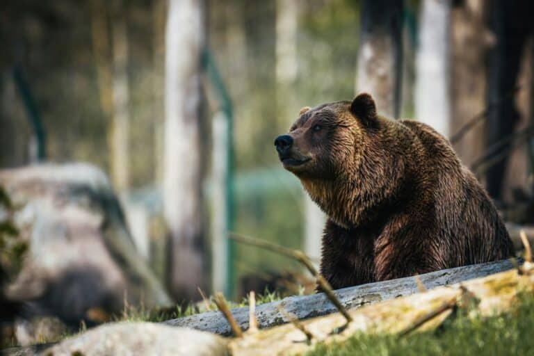 Νεκρή αρκούδα εντοπίστηκε σε αγροτική περιοχή της Καστοριάς – Εξετάζεται το ενδεχόμενο πυροβολισμού