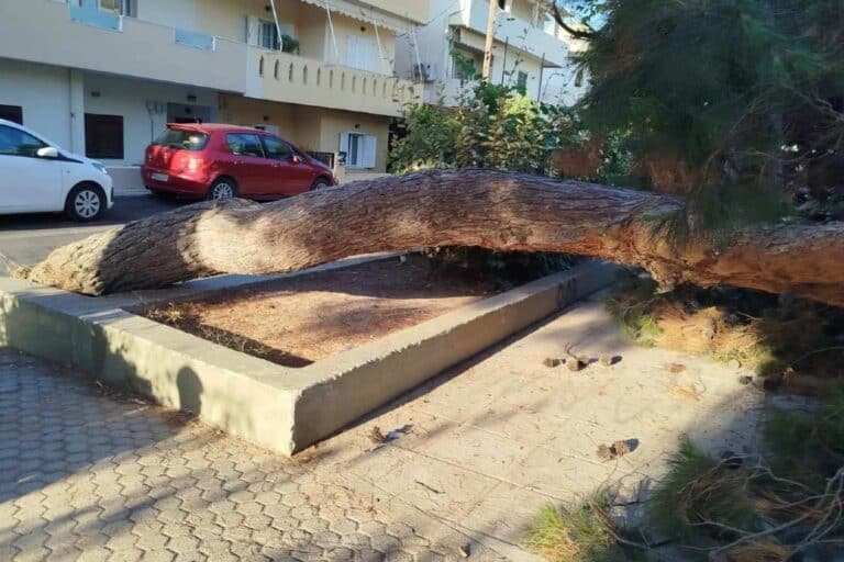 Ηράκλειο: Πεύκο έπεσε σε παιδική χαρά κοντά σε παιδιά – Από θαύμα δεν είχαμε τραυματίες