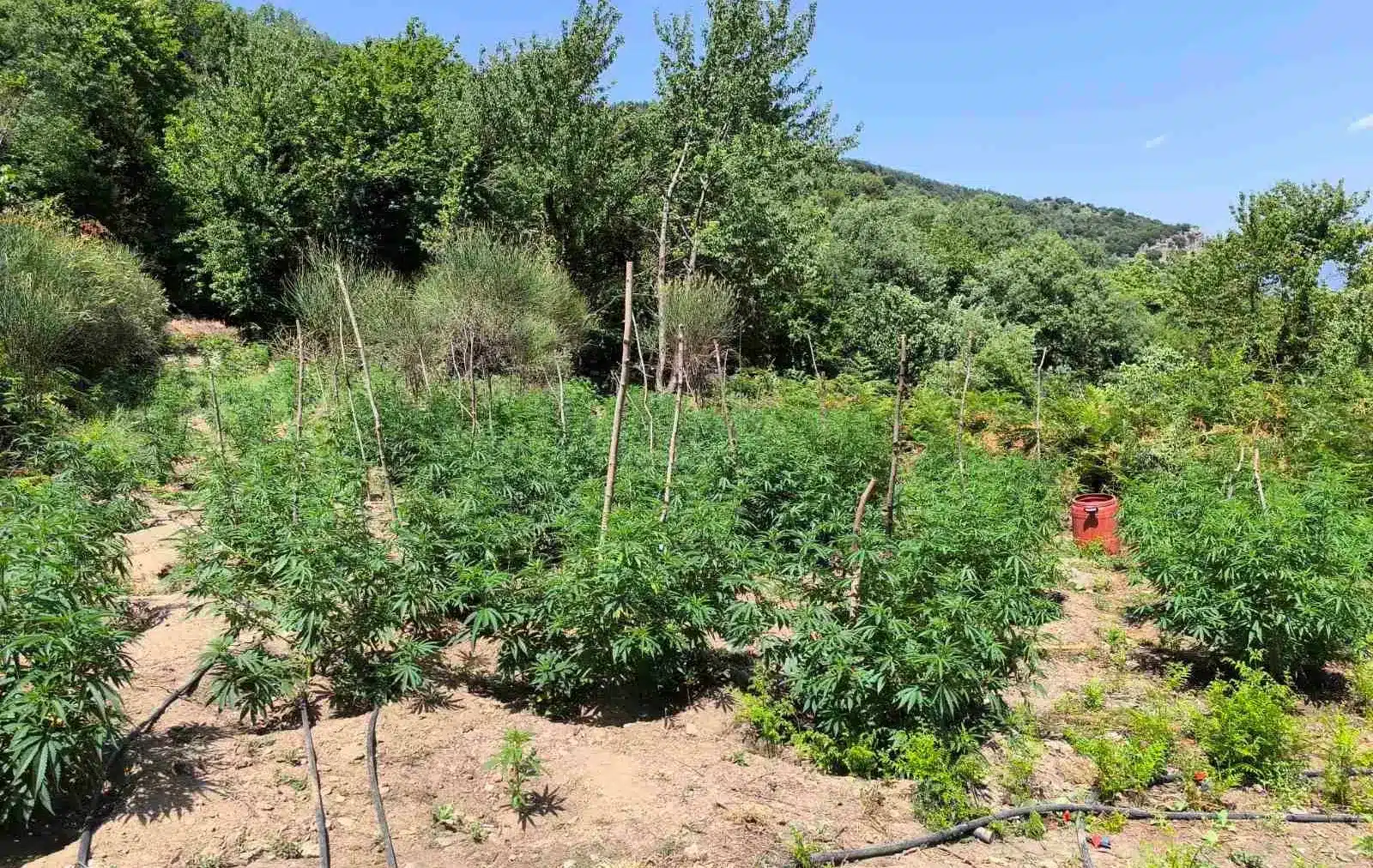 lakonia entopismos fyteias kannavis 29 07 2025