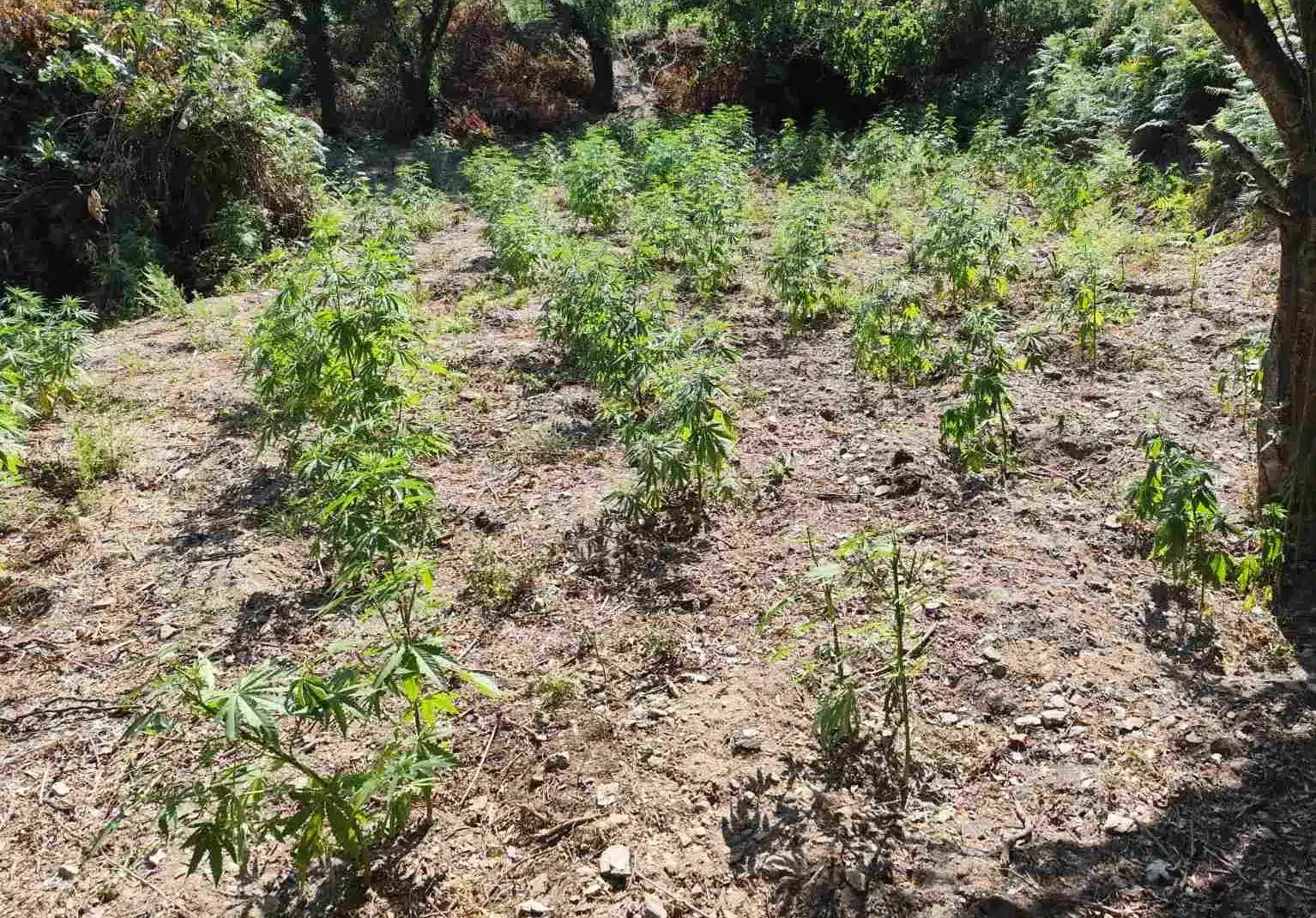 lakonia entopismos fyteias kannavis 3 29 07 2025