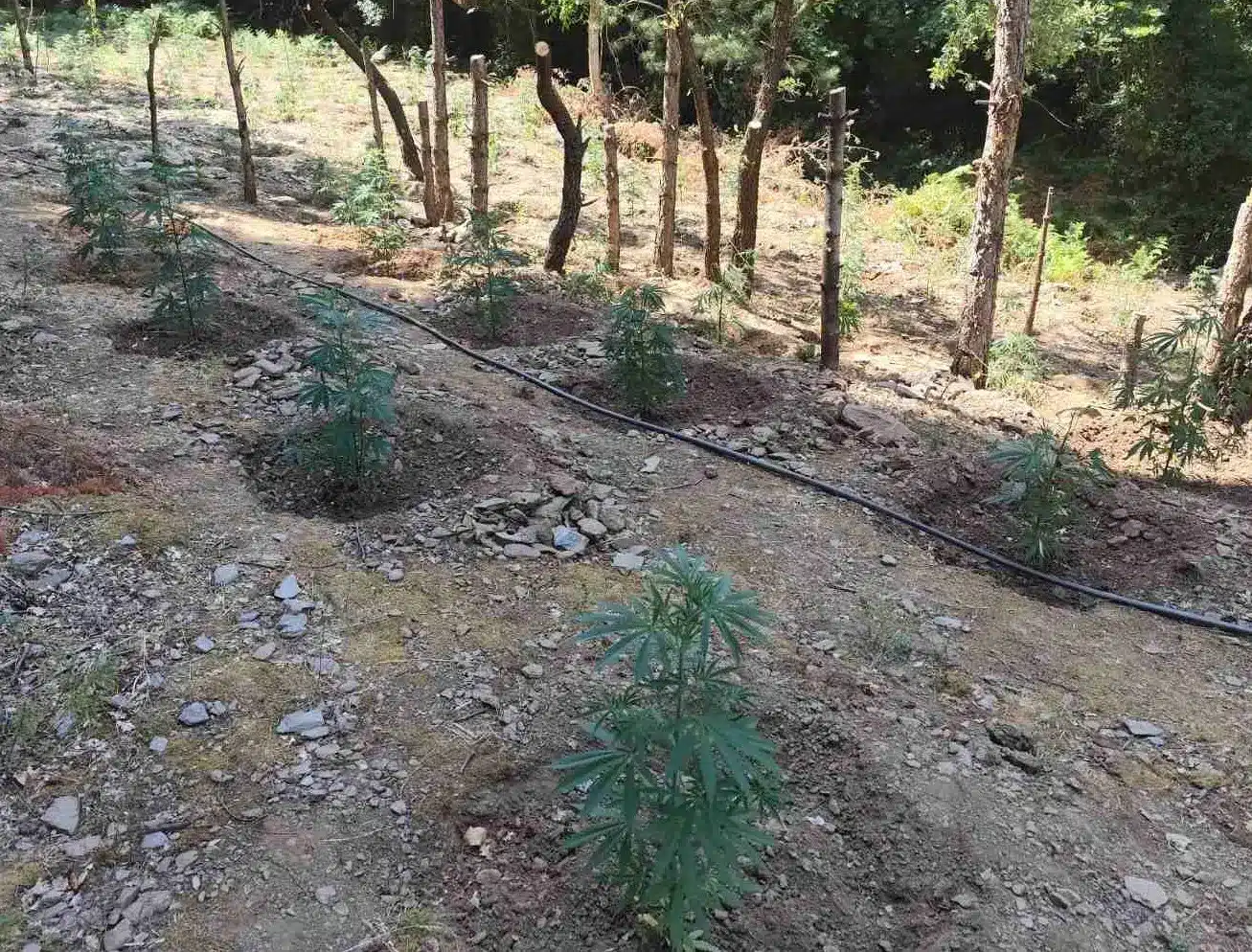 lakonia entopismos fyteias kannavis 4 29 07 2025