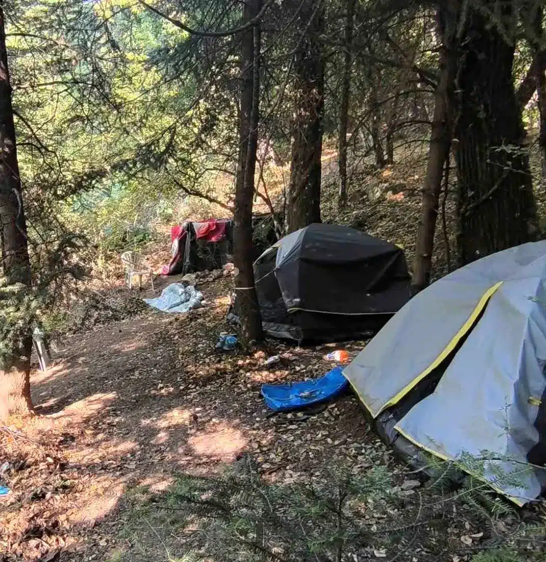 lakonia entopismos fyteias kannavis 5 29 07 2025