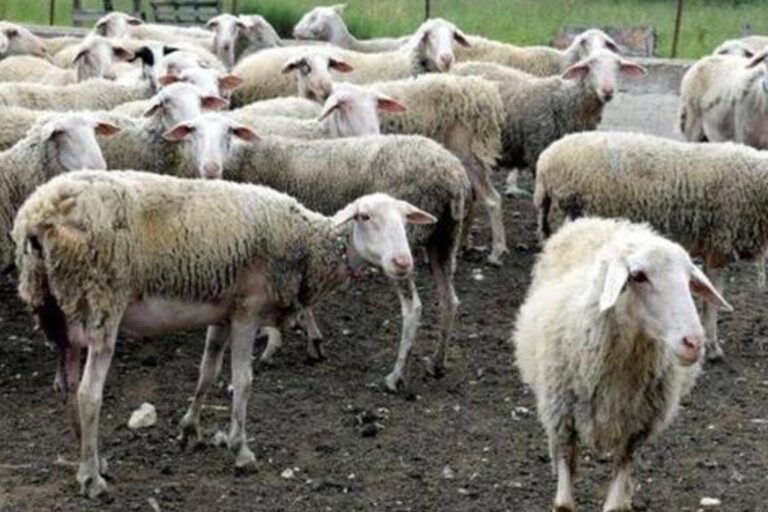 Λασίθι: Στη φυλακή πατέρας και οι δύο γιοι του – Έκλεψαν πάνω από 850 πρόβατα