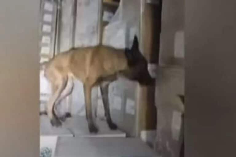 Ηγουμενίτσα: Πώς ο «Βλαντ» ξετρύπωσε ναρκωτικά αξίας 2,7 εκατ. ευρώ κρυμμένα σε φορτηγό (βίντεο)