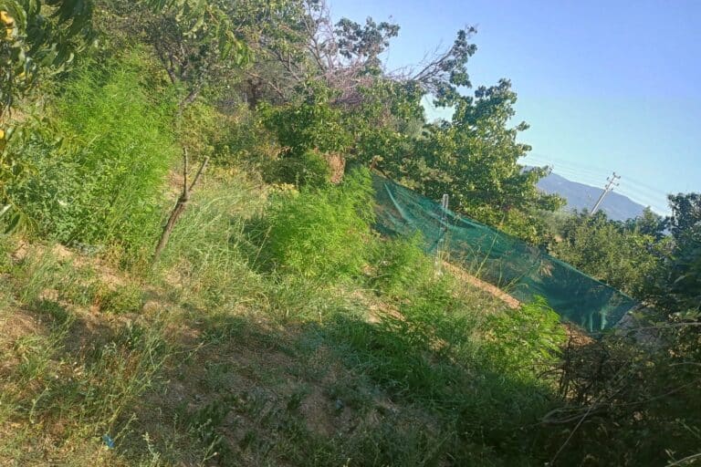 Μεσολόγγι: Συνελήφθη άνδρας για καλλιέργεια και διακίνηση ναρκωτικών (εικόνες)