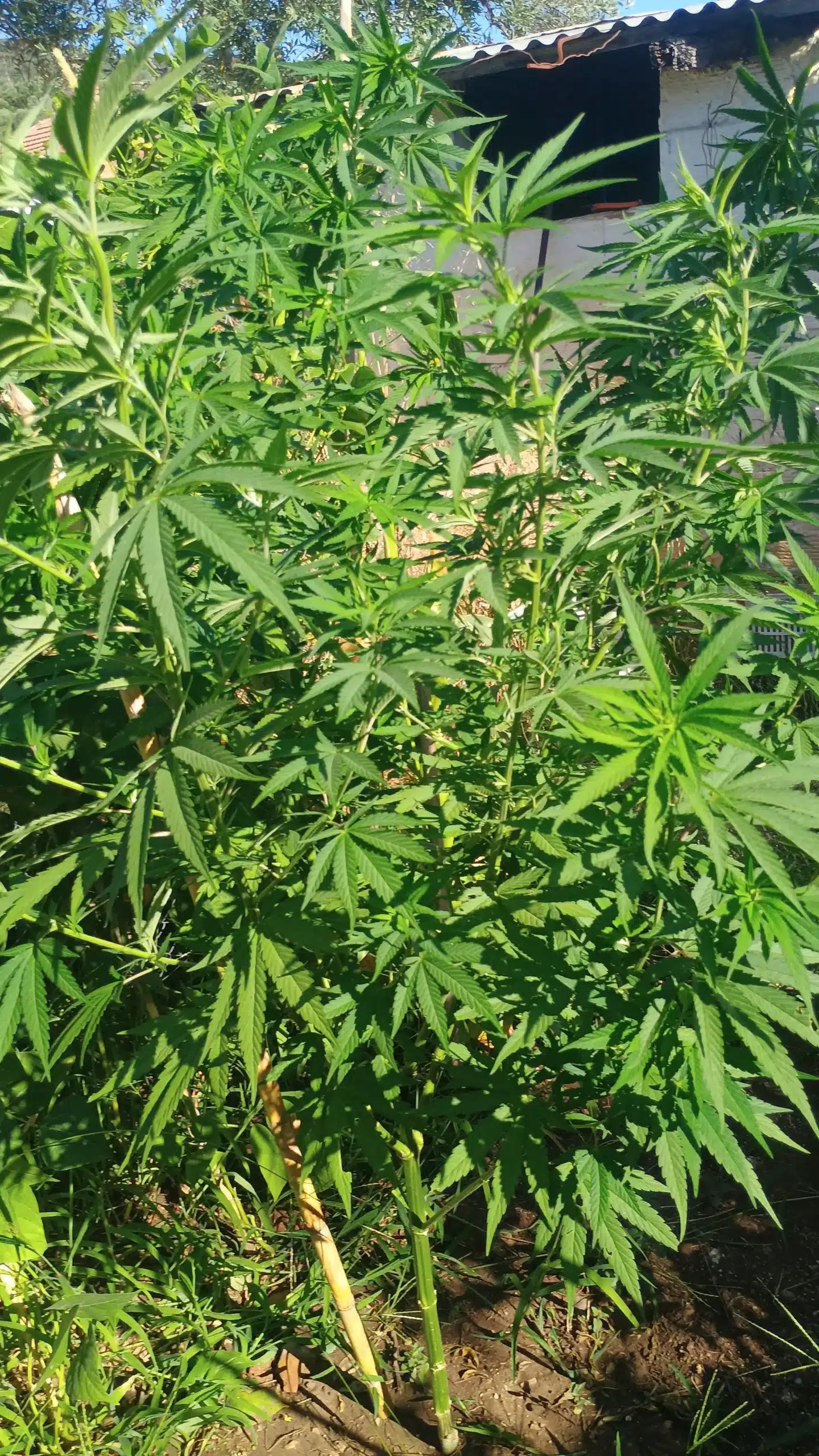 messologgi kalliergeia narkotikon elas 25 07 2025 scaled