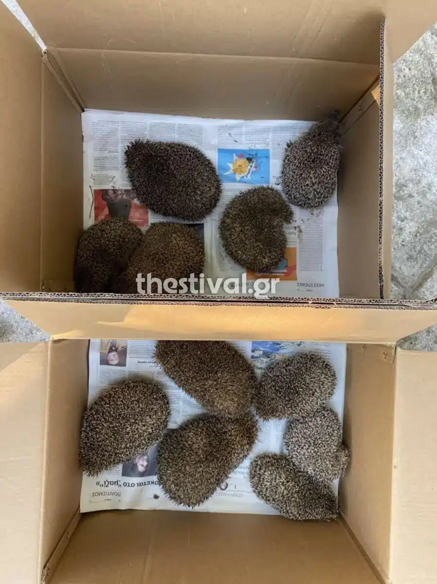 skantzoxoiroi 3.jpg 1