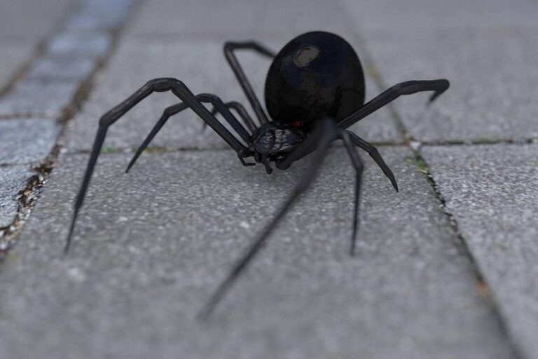 Τρίκαλα: Άνδρας τσιμπήθηκε αράχνη «μαύρη χήρα» – Η κατάσταση της υγείας του