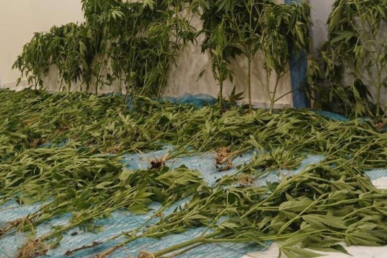 Μεγάλη αστυνομική επιχείρηση στα Χανιά – Eντοπίστηκε οργανωμένη φυτεία δενδρυλλίων κάνναβης