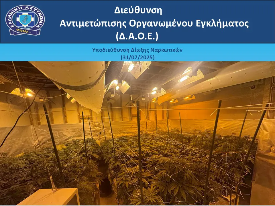 dendryllia kannabis katasxeseis daoe 01 08 2025 2