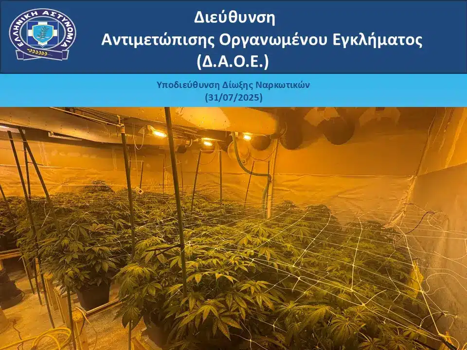 dendryllia kannabis katasxeseis daoe 01 08 2025 3