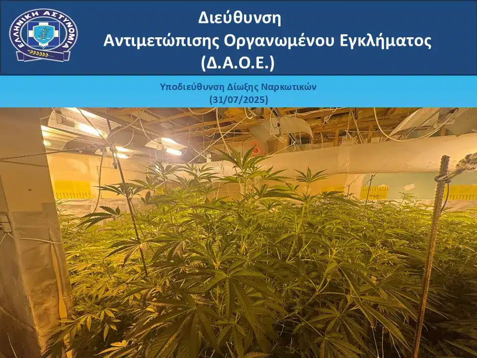 dendryllia kannabis katasxeseis daoe 01 08 2025 4