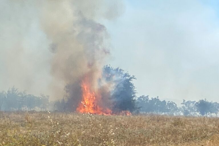Φωτιά τώρα στον Πρόδρομο Βοιωτίας – Μήνυμα από το 112 για ετοιμότητα