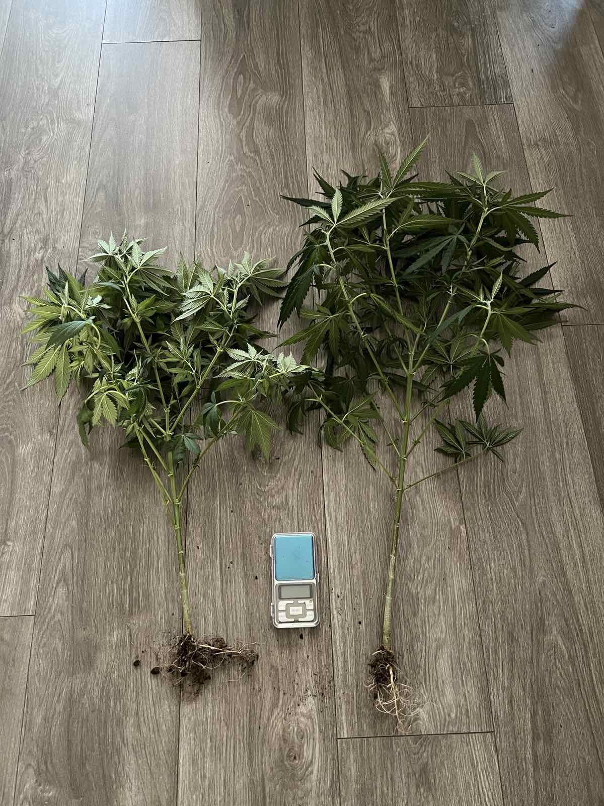 ioannina dendryllia ellas 13 08 2025