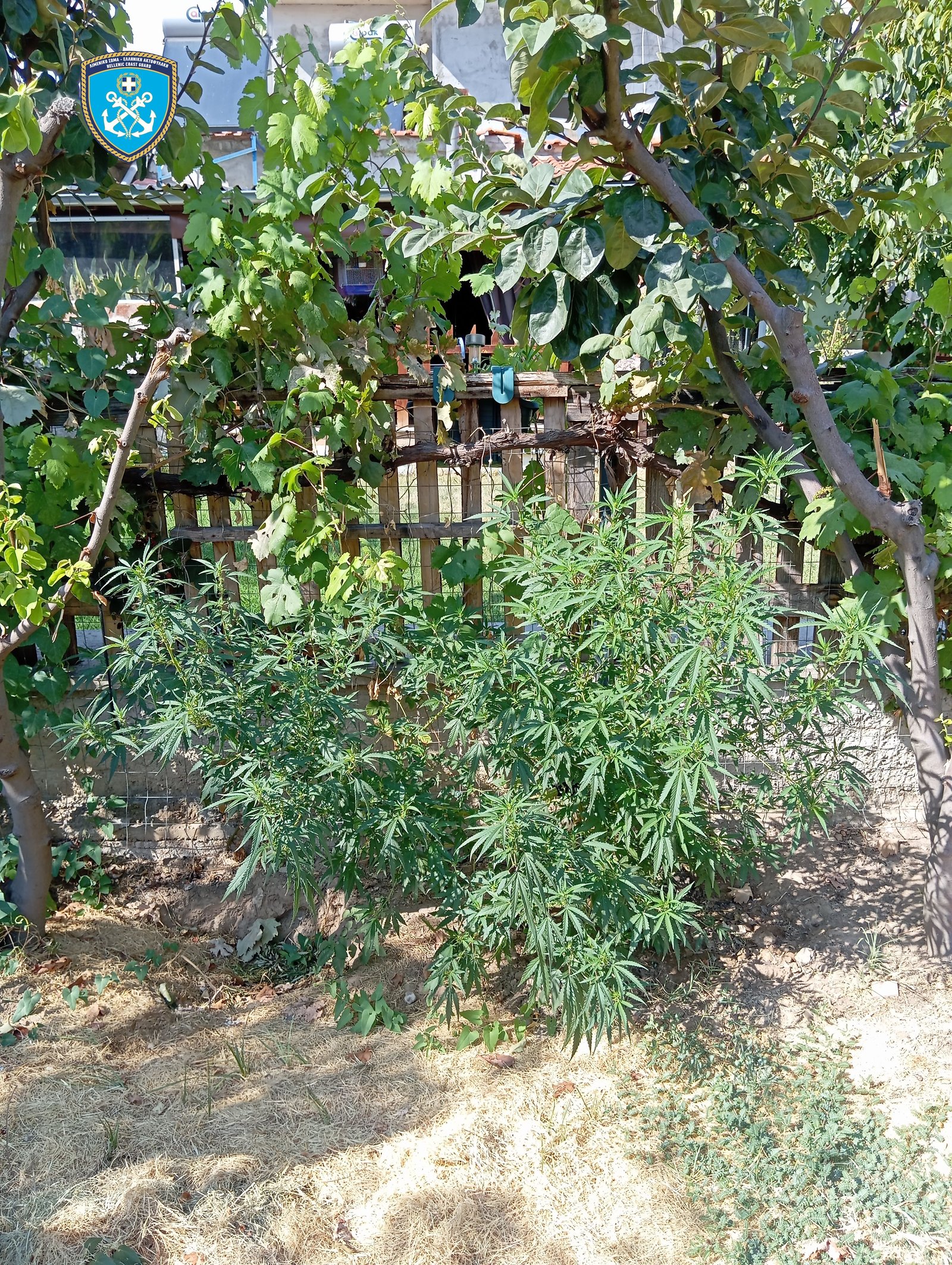 kabala narkotika limeniko 15 08 2025 2