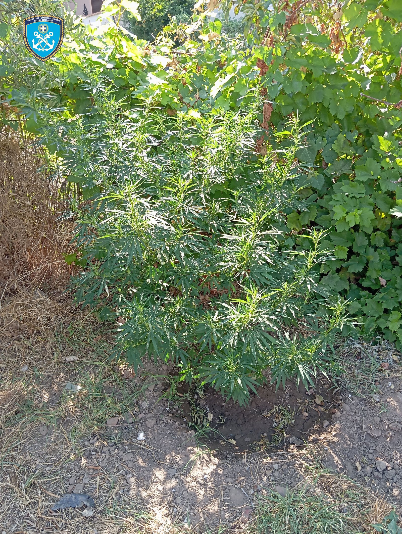 kabala narkotika limeniko 15 08 2025 3