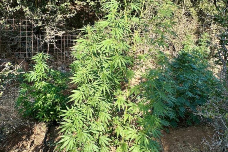 Κοζάνη: Συνελήφθη 39χρονος άνδρας για καλλιέργεια κάνναβης
