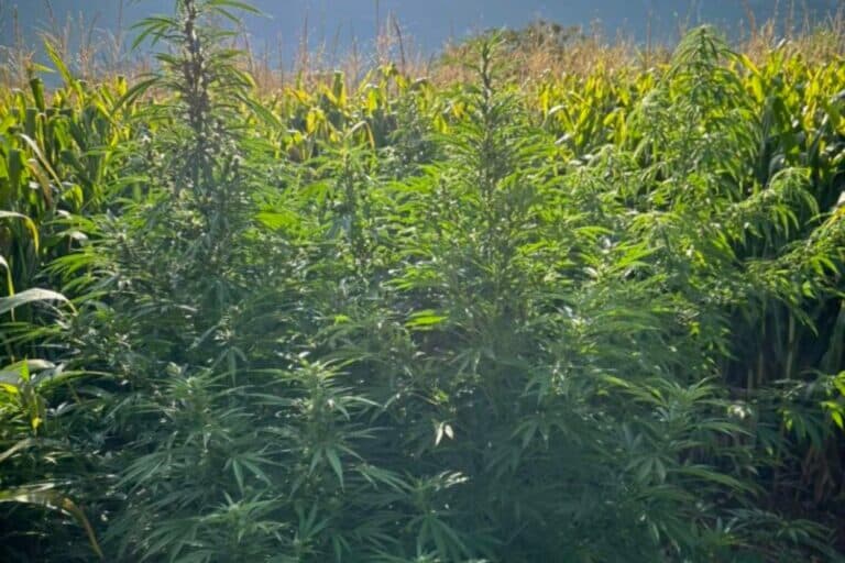 Ηράκλειο: Φυτεία με 46 δενδρύλλια και 17 κιλά κάνναβης εντοπίστηκαν στο Μαλεβίζι – Συνελήφθη ένα άτομο