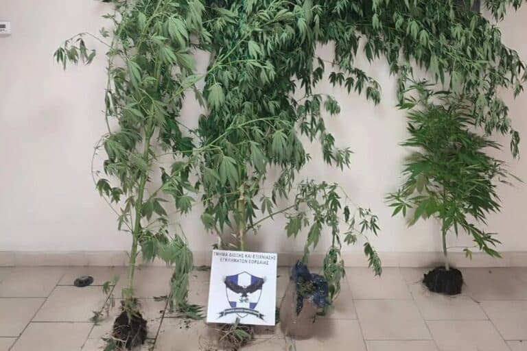 Πτολεμαΐδα: Συνελήφθη 57χρονος για διακίνηση και καλλιέργεια κάνναβης