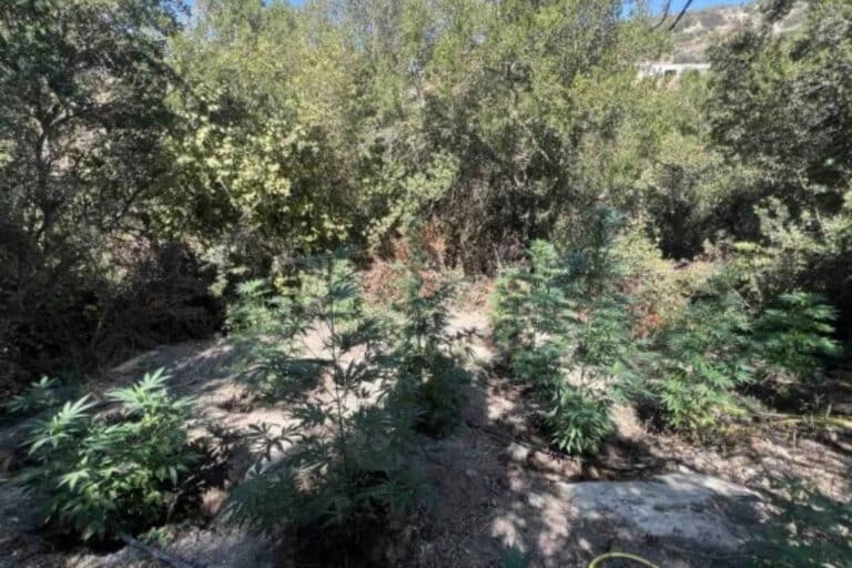 Επιχείρηση της ΕΛ.ΑΣ. στο Ρέθυμνο: Δύο συλλήψεις για καλλιέργεια κάνναβης και κατοχή όπλων – Εντοπίστηκαν 30 δενδρύλλια