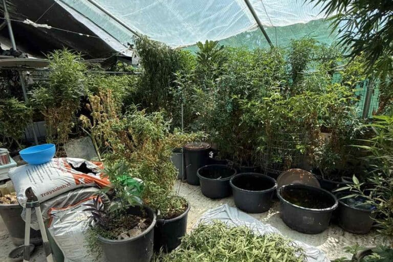 Ρόδος: 52χρονος είχε μια από τις μεγαλύτερες καλλιέργειες κάνναβης στο νησί – Πάνω από 600.000 ευρώ το κέρδος του 