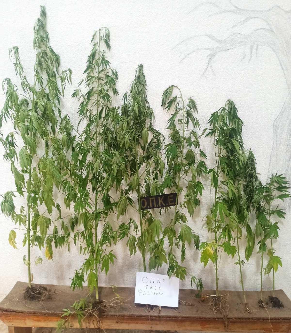 kerkyra elas dendryllia kannabis 04 08 2025