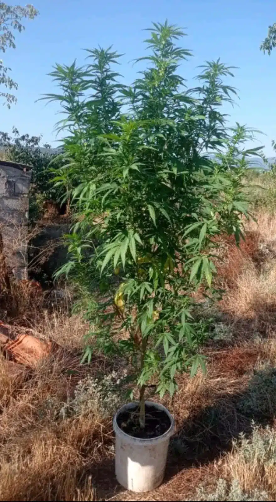 kozani elas 12 08 2025