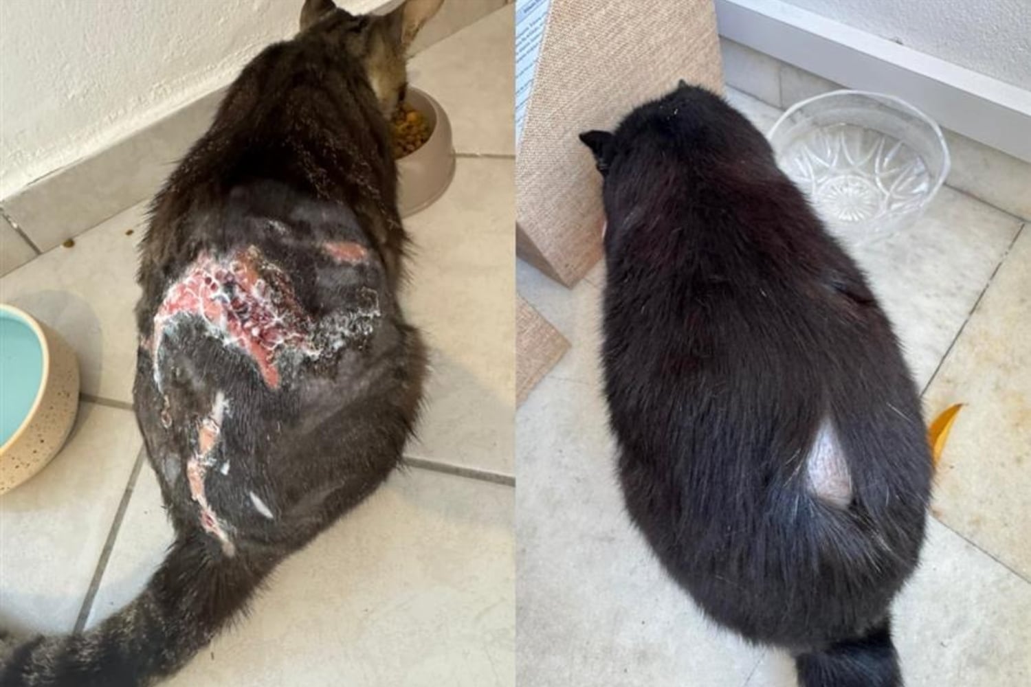 paros kakopoihsh zwwvn 12 8 25