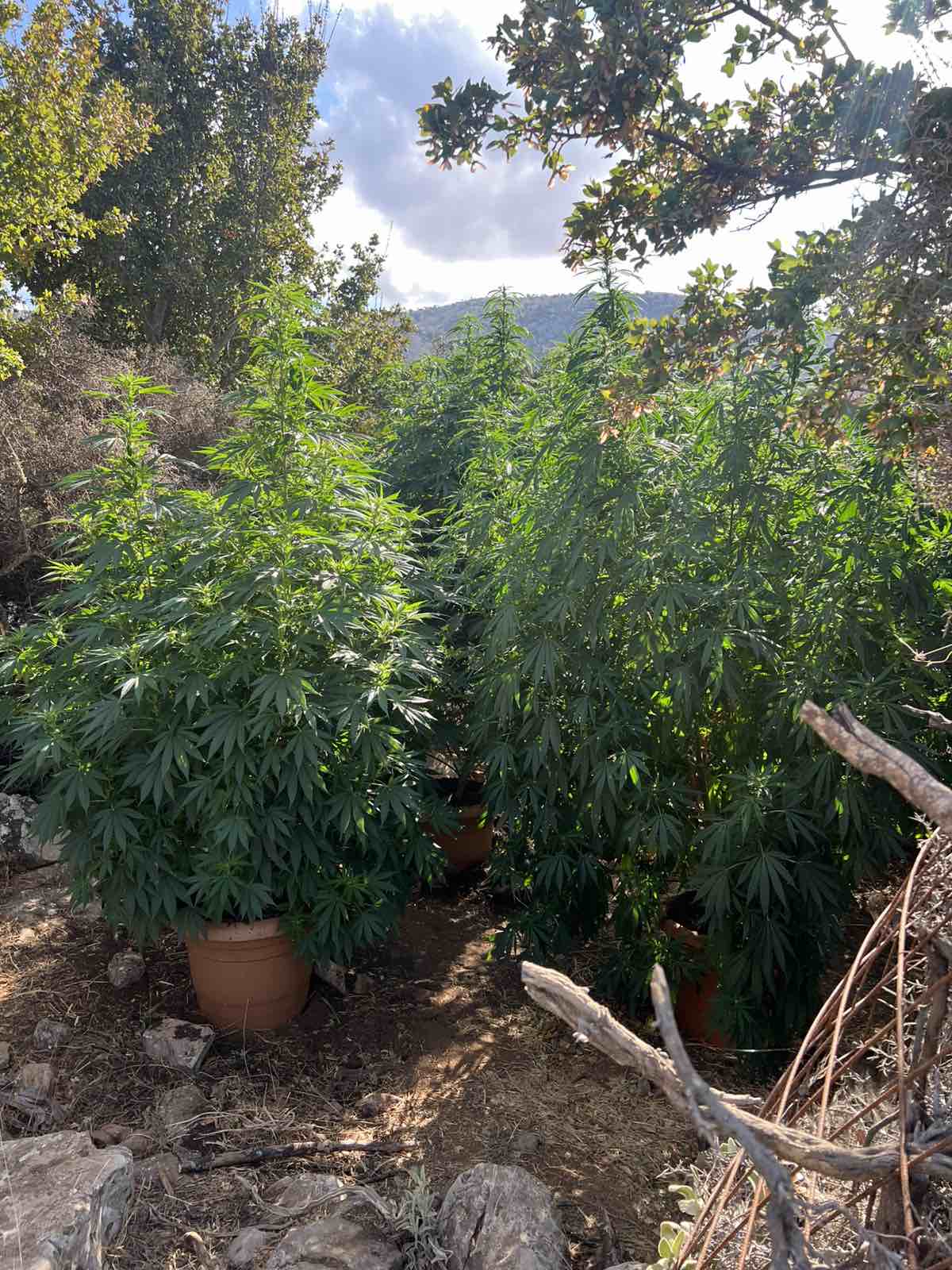 rethimno fyteia elas 28 08 2025 3