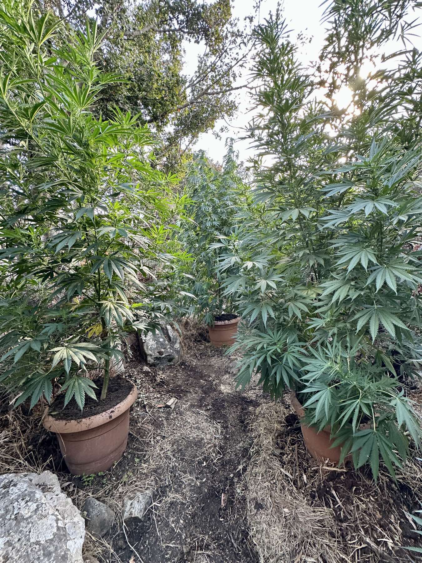 rethimno fyteia elas 28 08 2025