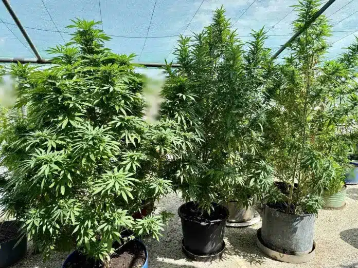 13092025stereakannabi 1 696x522 1