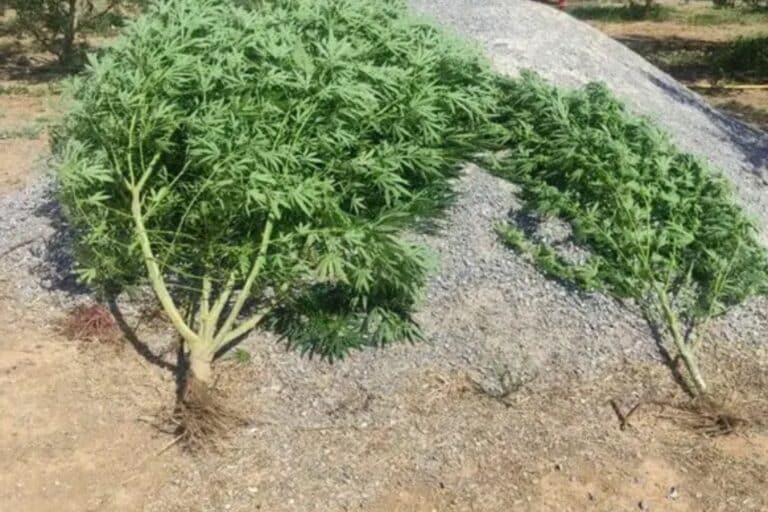 Συνελήφθησαν 12 άτομα σε Ανατολική Μακεδονία και Θράκη για ναρκωτικά (εικόνες)