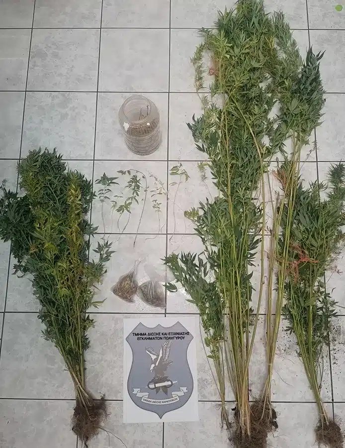 dendrillia sithonia.jpg