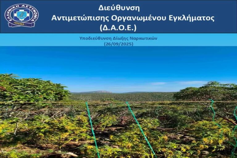 Χασισοκαλλιέργεια-«μαμούθ» σε Αττική και Αρκαδία: Κατασχέθηκε πάνω από ένας τόνος κάνναβης – Τουλάχιστον 8 εκατ. ευρώ τα κέρδη της σπείρας (εικόνες)