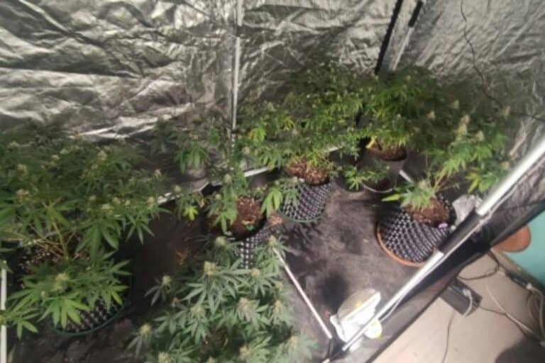 Ηράκλειο: 65χρονος καλλιεργούσε κάνναβη στο σπίτι του – Βρέθηκαν εννέα δενδρύλλια και πάνω από 2.000 ευρώ